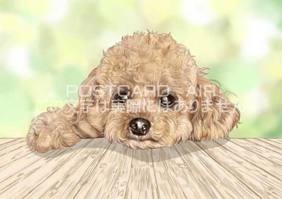 犬のイラストポストカード トイプードルのイラスト姿 はがき絵葉書postcard 絵彩霞作 Lac Et Soleil ポストカードのair