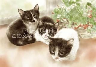 <img class='new_mark_img1' src='https://img.shop-pro.jp/img/new/icons1.gif' style='border:none;display:inline;margin:0px;padding:0px;width:auto;' />ǭΥ饹ȥݥȥɡ۴ݤޤ3ɤλǭ-Ϥսpostcard-̲