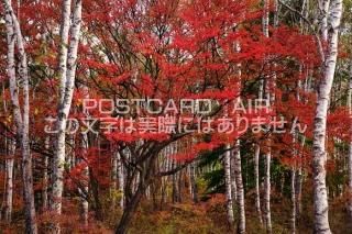 <img class='new_mark_img1' src='https://img.shop-pro.jp/img/new/icons1.gif' style='border:none;display:inline;margin:0px;padding:0px;width:auto;' />Ĺ ׷ĮȹդΥݥȥսϤPhotoby.com