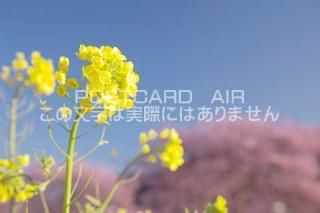 <img class='new_mark_img1' src='https://img.shop-pro.jp/img/new/icons1.gif' style='border:none;display:inline;margin:0px;padding:0px;width:auto;' />Ų ƦĮڤβ֤ȺΥݥȥսϤPhotoby.com