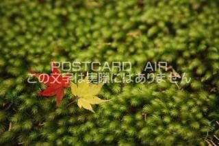 <img class='new_mark_img1' src='https://img.shop-pro.jp/img/new/icons1.gif' style='border:none;display:inline;margin:0px;padding:0px;width:auto;' /> ԻԺ衡ߤΥݥȥսϤPhotoby.com