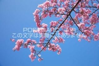 <img class='new_mark_img1' src='https://img.shop-pro.jp/img/new/icons1.gif' style='border:none;display:inline;margin:0px;padding:0px;width:auto;' />Ų ƦĮźΥݥȥսϤPhotoby.com