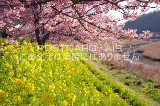 <img class='new_mark_img1' src='https://img.shop-pro.jp/img/new/icons1.gif' style='border:none;display:inline;margin:0px;padding:0px;width:auto;' />Ų ƦĮźȺڤβȪΥݥȥսϤPhotoby.com