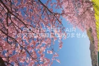 <img class='new_mark_img1' src='https://img.shop-pro.jp/img/new/icons1.gif' style='border:none;display:inline;margin:0px;padding:0px;width:auto;' />Ų ƦĮߤʤߤκΥݥȥսϤPhotoby.com