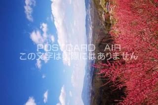 <img class='new_mark_img1' src='https://img.shop-pro.jp/img/new/icons1.gif' style='border:none;display:inline;margin:0px;padding:0px;width:auto;' />ɸ ĮӤΥݥȥսϤPhotoby.com