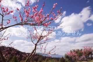<img class='new_mark_img1' src='https://img.shop-pro.jp/img/new/icons1.gif' style='border:none;display:inline;margin:0px;padding:0px;width:auto;' />ɸ ĮĶӤΥݥȥսϤPhotoby.com