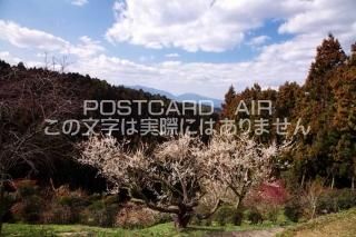 <img class='new_mark_img1' src='https://img.shop-pro.jp/img/new/icons1.gif' style='border:none;display:inline;margin:0px;padding:0px;width:auto;' />ɸ ĮߤڤΥݥȥսϤPhotoby.com