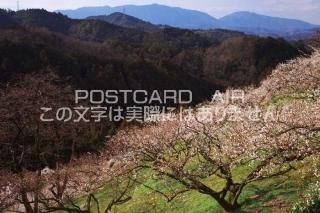 <img class='new_mark_img1' src='https://img.shop-pro.jp/img/new/icons1.gif' style='border:none;display:inline;margin:0px;padding:0px;width:auto;' />ɸ ĮӤΥݥȥսϤPhotoby.com