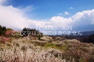 <img class='new_mark_img1' src='https://img.shop-pro.jp/img/new/icons1.gif' style='border:none;display:inline;margin:0px;padding:0px;width:auto;' />ɸ ɻԷӤΥݥȥսϤPhotoby.com