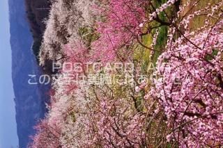<img class='new_mark_img1' src='https://img.shop-pro.jp/img/new/icons1.gif' style='border:none;display:inline;margin:0px;padding:0px;width:auto;' />ɸ ɻԷӤΥݥȥսϤPhotoby.com