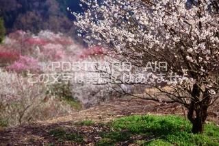 <img class='new_mark_img1' src='https://img.shop-pro.jp/img/new/icons1.gif' style='border:none;display:inline;margin:0px;padding:0px;width:auto;' />ɸ ɻԷӤΥݥȥսϤPhotoby.com