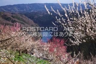 <img class='new_mark_img1' src='https://img.shop-pro.jp/img/new/icons1.gif' style='border:none;display:inline;margin:0px;padding:0px;width:auto;' />ɸ ɻԷӤΥݥȥսϤPhotoby.com