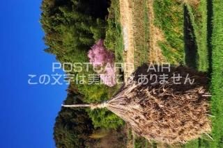 <img class='new_mark_img1' src='https://img.shop-pro.jp/img/new/icons1.gif' style='border:none;display:inline;margin:0px;padding:0px;width:auto;' />ɸ ¼դ¼ΥݥȥսϤPhotoby.com