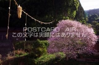 <img class='new_mark_img1' src='https://img.shop-pro.jp/img/new/icons1.gif' style='border:none;display:inline;margin:0px;padding:0px;width:auto;' />ɸ ¼٥˥֥ΥݥȥսϤPhotoby.com