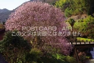 <img class='new_mark_img1' src='https://img.shop-pro.jp/img/new/icons1.gif' style='border:none;display:inline;margin:0px;padding:0px;width:auto;' />ɸ ¼٥˥֥ΥݥȥսϤPhotoby.com
