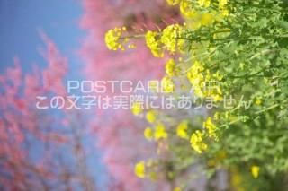 <img class='new_mark_img1' src='https://img.shop-pro.jp/img/new/icons1.gif' style='border:none;display:inline;margin:0px;padding:0px;width:auto;' />ɸ ¼ڤβ֥ʥΥϥʤΥݥȥսϤPhotoby.com