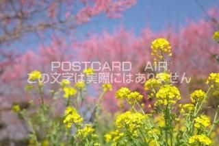 <img class='new_mark_img1' src='https://img.shop-pro.jp/img/new/icons1.gif' style='border:none;display:inline;margin:0px;padding:0px;width:auto;' />ɸ ¼ʥΥϥʤΥݥȥսϤPhotoby.com