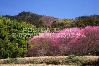 <img class='new_mark_img1' src='https://img.shop-pro.jp/img/new/icons1.gif' style='border:none;display:inline;margin:0px;padding:0px;width:auto;' />ɸ ¼ȪȻ¤ߤΥݥȥսϤPhotoby.com