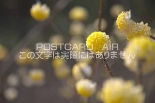 <img class='new_mark_img1' src='https://img.shop-pro.jp/img/new/icons1.gif' style='border:none;display:inline;margin:0px;padding:0px;width:auto;' />ɸ ¼ߥĥޥΥݥȥսϤPhotoby.com