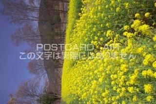 <img class='new_mark_img1' src='https://img.shop-pro.jp/img/new/icons1.gif' style='border:none;display:inline;margin:0px;padding:0px;width:auto;' />ɸ ¼ڤβȪΥݥȥսϤPhotoby.com