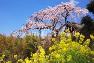 <img class='new_mark_img1' src='https://img.shop-pro.jp/img/new/icons1.gif' style='border:none;display:inline;margin:0px;padding:0px;width:auto;' /> ִĮ¢Ⱥڤβ֤ΥݥȥսϤPhotoby.com