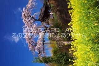 <img class='new_mark_img1' src='https://img.shop-pro.jp/img/new/icons1.gif' style='border:none;display:inline;margin:0px;padding:0px;width:auto;' /> ִĮ¢ΥݥȥսϤPhotoby.com
