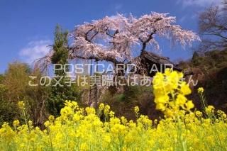 <img class='new_mark_img1' src='https://img.shop-pro.jp/img/new/icons1.gif' style='border:none;display:inline;margin:0px;padding:0px;width:auto;' /> ִĮڤβ֤ȤΥݥȥսϤPhotoby.com