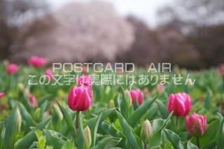 <img class='new_mark_img1' src='https://img.shop-pro.jp/img/new/icons1.gif' style='border:none;display:inline;margin:0px;padding:0px;width:auto;' />θ ܻԡ塼åפΥݥȥսϤPhotoby.com