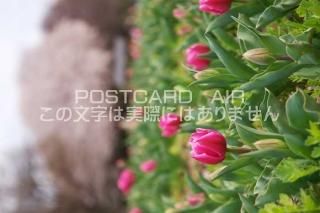 <img class='new_mark_img1' src='https://img.shop-pro.jp/img/new/icons1.gif' style='border:none;display:inline;margin:0px;padding:0px;width:auto;' />θ ܻԡ塼åפΥݥȥսϤPhotoby.com