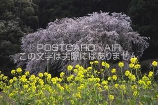 <img class='new_mark_img1' src='https://img.shop-pro.jp/img/new/icons1.gif' style='border:none;display:inline;margin:0px;padding:0px;width:auto;' />θ ԡĤΤΥݥȥսϤPhotoby.com