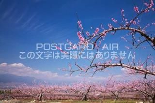 <img class='new_mark_img1' src='https://img.shop-pro.jp/img/new/icons1.gif' style='border:none;display:inline;margin:0px;padding:0px;width:auto;' /> ūԡȪΥݥȥսϤPhotoby.com