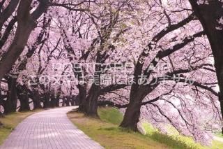 <img class='new_mark_img1' src='https://img.shop-pro.jp/img/new/icons1.gif' style='border:none;display:inline;margin:0px;padding:0px;width:auto;' /> ȬȨԡڤΥݥȥսϤPhotoby.com