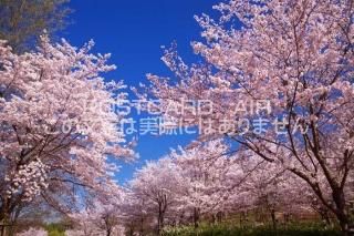 <img class='new_mark_img1' src='https://img.shop-pro.jp/img/new/icons1.gif' style='border:none;display:inline;margin:0px;padding:0px;width:auto;' /> ڷĮϤʵǰκΥݥȥսϤPhotoby.com