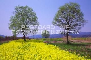 <img class='new_mark_img1' src='https://img.shop-pro.jp/img/new/icons1.gif' style='border:none;display:inline;margin:0px;padding:0px;width:auto;' />Ĺ ӻԡڤβ֤ȿƻҤڤΥݥȥսϤPhotoby.com