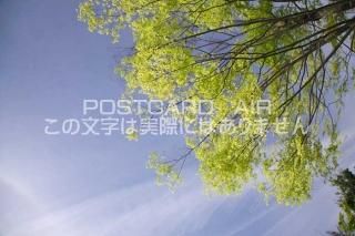 <img class='new_mark_img1' src='https://img.shop-pro.jp/img/new/icons1.gif' style='border:none;display:inline;margin:0px;padding:0px;width:auto;' /> ڷĮĶȿФΥݥȥսϤPhotoby.com