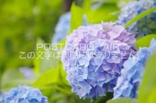 <img class='new_mark_img1' src='https://img.shop-pro.jp/img/new/icons1.gif' style='border:none;display:inline;margin:0px;padding:0px;width:auto;' /> Ի۲֤ΥݥȥսϤPhotoby.com