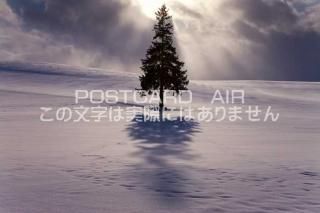 <img class='new_mark_img1' src='https://img.shop-pro.jp/img/new/icons1.gif' style='border:none;display:inline;margin:0px;padding:0px;width:auto;' />̳ƻ Įꥹޥĥ꡼ڤΥݥȥսϤPhotoby.com