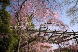 <img class='new_mark_img1' src='https://img.shop-pro.jp/img/new/icons1.gif' style='border:none;display:inline;margin:0px;padding:0px;width:auto;' /> ԻԡȾڤƻΥݥȥսϤPhotoby.com