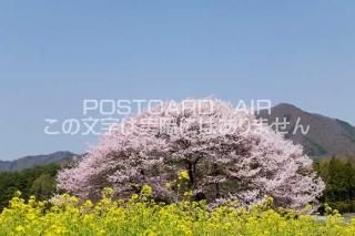<img class='new_mark_img1' src='https://img.shop-pro.jp/img/new/icons1.gif' style='border:none;display:inline;margin:0px;padding:0px;width:auto;' />Ĺ 淴⻳¼ڤβ֤ȺΥݥȥսϤPhotoby.com