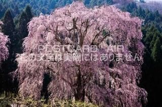 <img class='new_mark_img1' src='https://img.shop-pro.jp/img/new/icons1.gif' style='border:none;display:inline;margin:0px;padding:0px;width:auto;' />Ĺ 淴⻳¼ΤΥݥȥսϤPhotoby.com