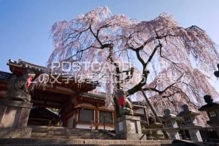 <img class='new_mark_img1' src='https://img.shop-pro.jp/img/new/icons1.gif' style='border:none;display:inline;margin:0px;padding:0px;width:auto;' />ɸ ɻԡɹҤΤΥݥȥսϤPhotoby.com