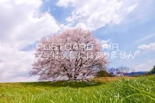 <img class='new_mark_img1' src='https://img.shop-pro.jp/img/new/icons1.gif' style='border:none;display:inline;margin:0px;padding:0px;width:auto;' />ɸ ŷԡ𸶤ΥݥȥսϤPhotoby.com