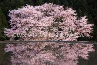 <img class='new_mark_img1' src='https://img.shop-pro.jp/img/new/icons1.gif' style='border:none;display:inline;margin:0px;padding:0px;width:auto;' />ɸ ˻ԡκΥݥȥսϤPhotoby.com