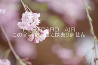 <img class='new_mark_img1' src='https://img.shop-pro.jp/img/new/icons1.gif' style='border:none;display:inline;margin:0px;padding:0px;width:auto;' /> Ի̶衡ΥݥȥսϤPhotoby.com
