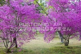 <img class='new_mark_img1' src='https://img.shop-pro.jp/img/new/icons1.gif' style='border:none;display:inline;margin:0px;padding:0px;width:auto;' /> ԻԺ衡ĥĥΥݥȥսϤPhotoby.com
