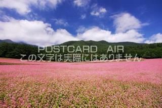 <img class='new_mark_img1' src='https://img.shop-pro.jp/img/new/icons1.gif' style='border:none;display:inline;margin:0px;padding:0px;width:auto;' />Ĺ ̧ᷴĮ֤ФΤΥݥȥսϤPhotoby.com