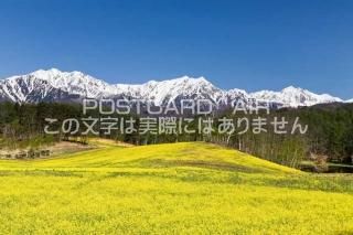 <img class='new_mark_img1' src='https://img.shop-pro.jp/img/new/icons1.gif' style='border:none;display:inline;margin:0px;padding:0px;width:auto;' />Ĺ Įԡڤβ֤̥ץΥݥȥսϤPhotoby.com