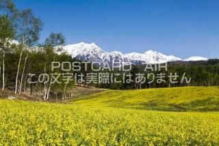 <img class='new_mark_img1' src='https://img.shop-pro.jp/img/new/icons1.gif' style='border:none;display:inline;margin:0px;padding:0px;width:auto;' />Ĺ Įԡڤβ֤̥ץΥݥȥսϤPhotoby.com
