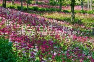 <img class='new_mark_img1' src='https://img.shop-pro.jp/img/new/icons1.gif' style='border:none;display:inline;margin:0px;padding:0px;width:auto;' />츩 츩⻳ԡ󥽥ΥݥȥսϤPhotoby.com