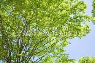 <img class='new_mark_img1' src='https://img.shop-pro.jp/img/new/icons1.gif' style='border:none;display:inline;margin:0px;padding:0px;width:auto;' /> ڷĮ䥭οФΥݥȥսϤPhotoby.com